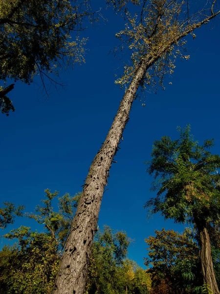 Oude esdoorn boom tegen de hemel in de herfst — Stockfoto