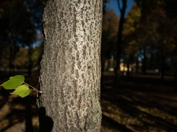 樹皮の木の甲虫兵 — ストック写真