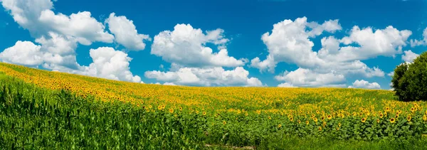 Panoramautsikt över ett solrosfält. Village Popovka, Tjerkasiregionen, Ukraina — Stockfoto