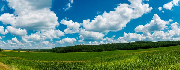 Vue d'un champ de maïs. Région de Tcherkasy, Ukraine — Photo