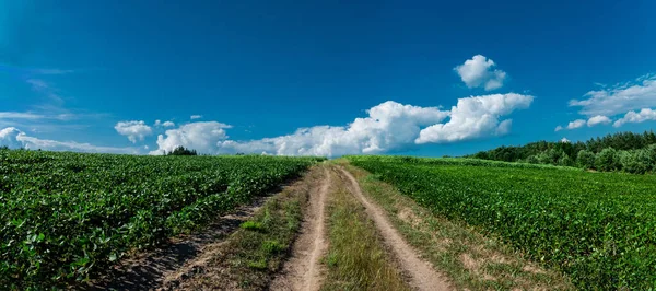 Δρόμος στο χωράφι την ηλιόλουστη μέρα. Περιφέρεια Cherkasy, Ουκρανία — Φωτογραφία Αρχείου