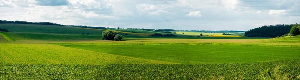 Utsikt över ett majsfält. Village Popovka, Tjerkasiregionen, Ukraina — Stockfoto
