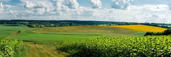 Widok na pola kukurydzy i słoneczniki na tle zielonego lasu. Popovka, obwód czerkaski, Ukraina — Zdjęcie stockowe