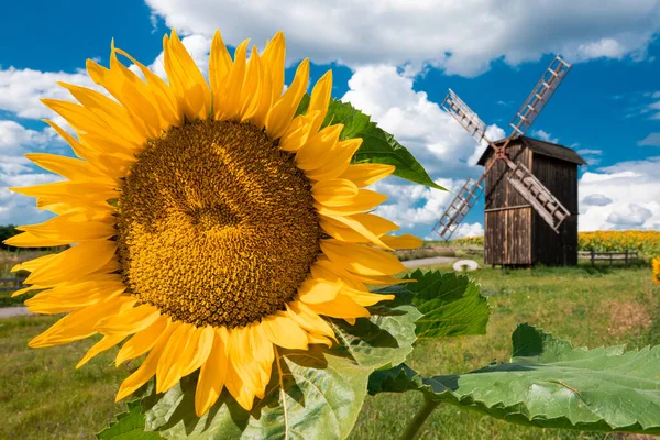 Girassol em um contexto de um moinho de vento — Fotografia de Stock