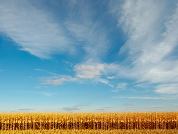Спелые кукурузы на поле — стоковое фото