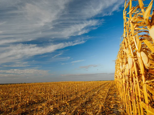 Ripe corn on the field — Stock Photo, Image