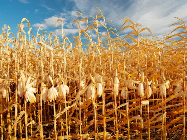 Ripe corn on the field — Stock Photo, Image