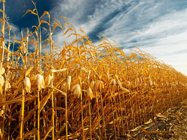 Kypsät maissit pellolla — kuvapankkivalokuva