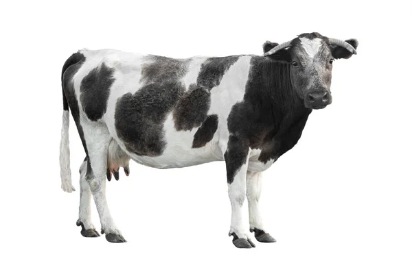 Zwart - witte koe geïsoleerd op een witte achtergrond. Stockfoto