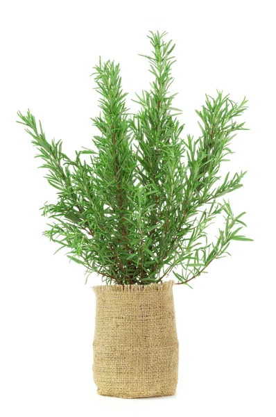 Rosemary in a pot isolated on a white Royalty Free Stock Photos