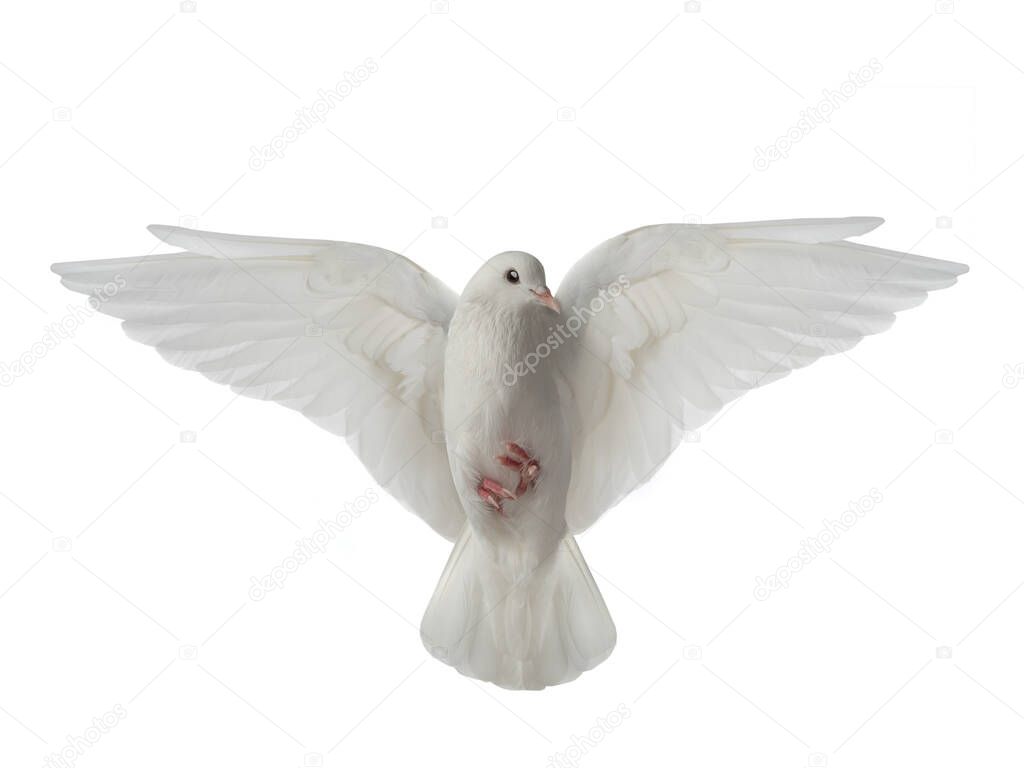 White dove in flight on a white 
