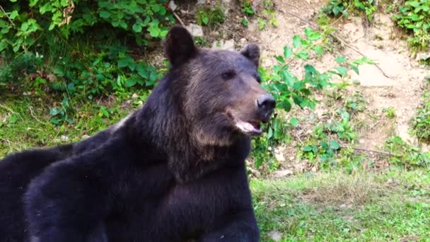 Retrato Oso Pardo Naturaleza — Vídeo de stock