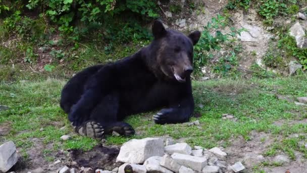 Urso Marrom Mentiras Jogando Grama Verde — Vídeo de Stock