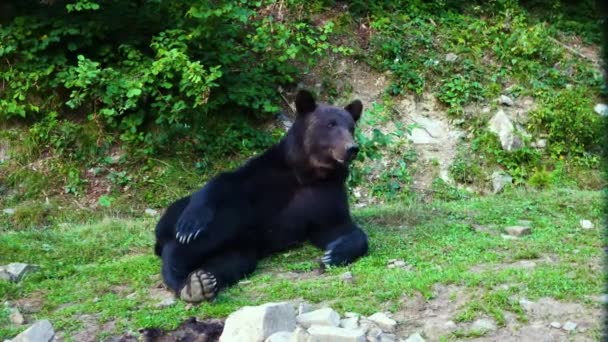 一只棕熊躺在草地上的森林里 — 图库视频影像