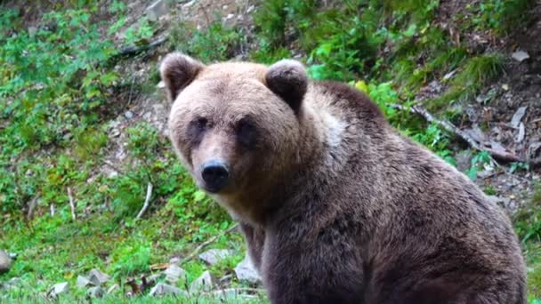 Πορτρέτο Του Ένα Καφέ Αρκούδα Στην Άγρια Φύση — Αρχείο Βίντεο