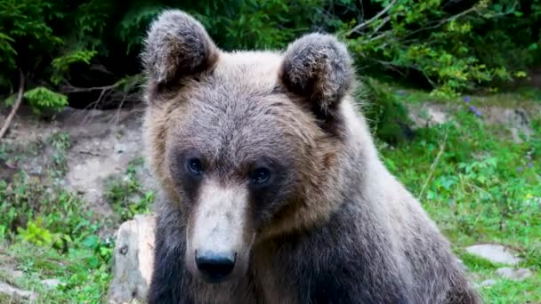 Porträt Eines Braunbären Freier Wildbahn — Stockvideo