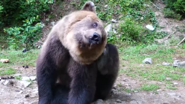L'ours se gratte le côté avec sa patte 