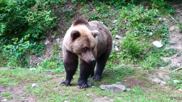 Urso Marrom Deixa Moldura — Vídeo de Stock