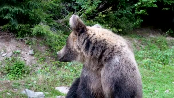 Brązowy Niedźwiedź Opuszcza Ramę — Wideo stockowe