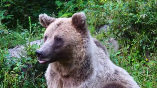 Oso Marrón Deja Marco — Vídeos de Stock