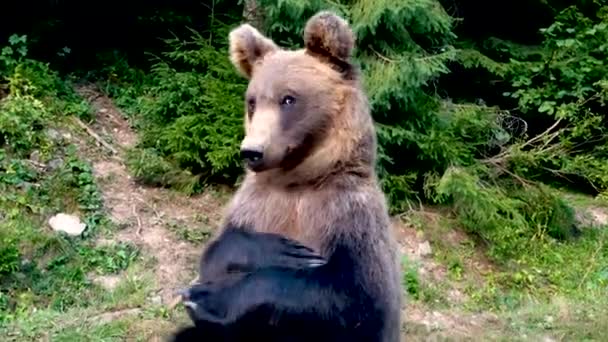 Медведь Складывает Ноги Смотрит Камеру — стоковое видео