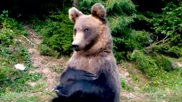 L'ours plie les jambes et regarde la caméra .