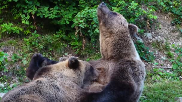 Urso Mãe Alimenta Seu Bebê Leite Materno — Vídeo de Stock