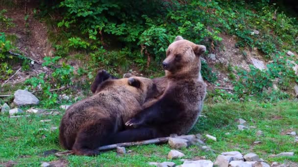 Urso Mãe Alimenta Seu Bebê Leite Materno — Vídeo de Stock