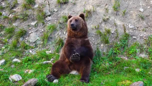 Medvěd Hnědý Podívá Kamery Opustí Rámeček — Stock video