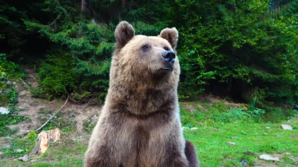 L'ours se gratte la tête avec sa patte sur le fond de la forêt 