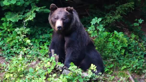 Urso Preto Fundo Floresta — Vídeo de Stock