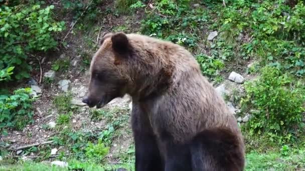 Two Bears Disperse Forest — Stock Video