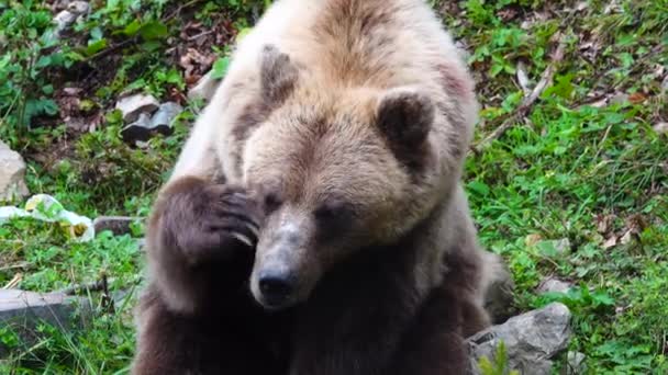 L'ours se gratte le visage avec sa patte 
