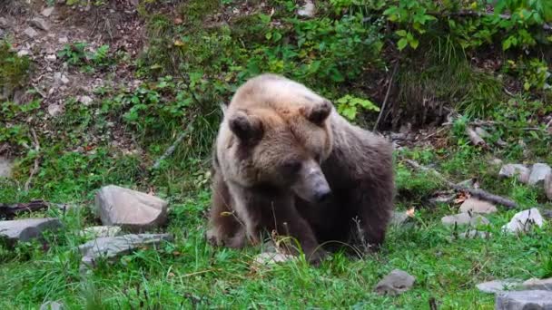 Bruine Beer Verlaat Het Frame — Stockvideo