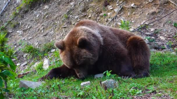 Огромный Коричневый Красивый Медведь Ест Траву — стоковое видео