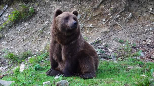 Obrovský hnědý krásný medvěd jíst trávu