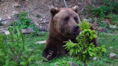 Büyük kahverengi ayı ot yer.