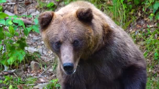 Oso Insatisfecho Deja Marco — Vídeos de Stock