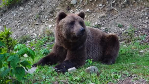 Enorme Urso Castanho Jaz Grama Uma Clareira — Vídeo de Stock