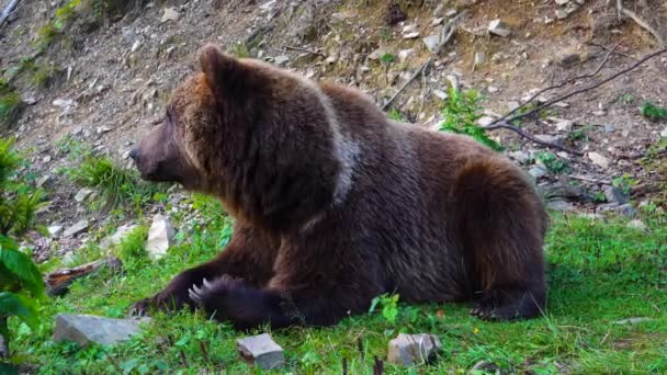 Hatalmas barna gyönyörű medve eszik füvet
