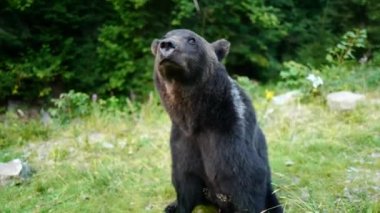 Kara ayı farklı yönlere bakar ve çerçeveden kaçar..
