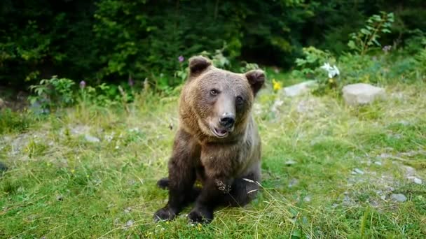 Un ours brun regarde la caméra et sort des cadres .