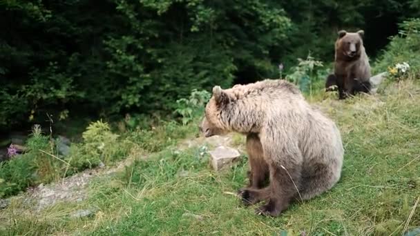 Deux ours sont assis dans une clairière dans la forêt .