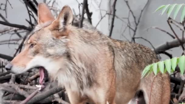 Πορτραίτο Ενός Λύκου Στην Άγρια Φύση — Αρχείο Βίντεο