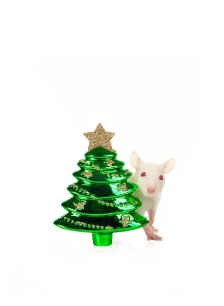 Rata con un juguete de Navidad aislado en un blanco — Foto de Stock