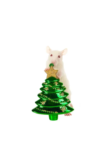 Ratte mit einem Weihnachtsspielzeug isoliert auf einem weißen — Stockfoto