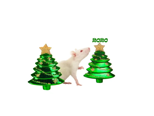 Rat met een kerst speelgoed geïsoleerd op een witte — Stockfoto