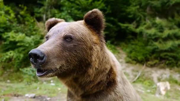 Urso Marrom Olha Para Câmera Deixa Quadro — Vídeo de Stock