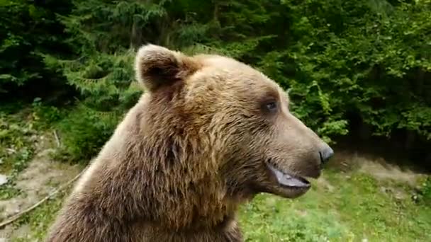 Retrato Gran Oso Pardo Naturaleza — Vídeo de stock