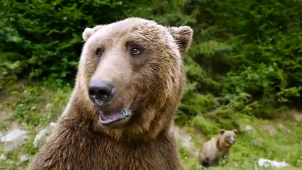 Retrato Oso Pardo Naturaleza — Vídeo de stock